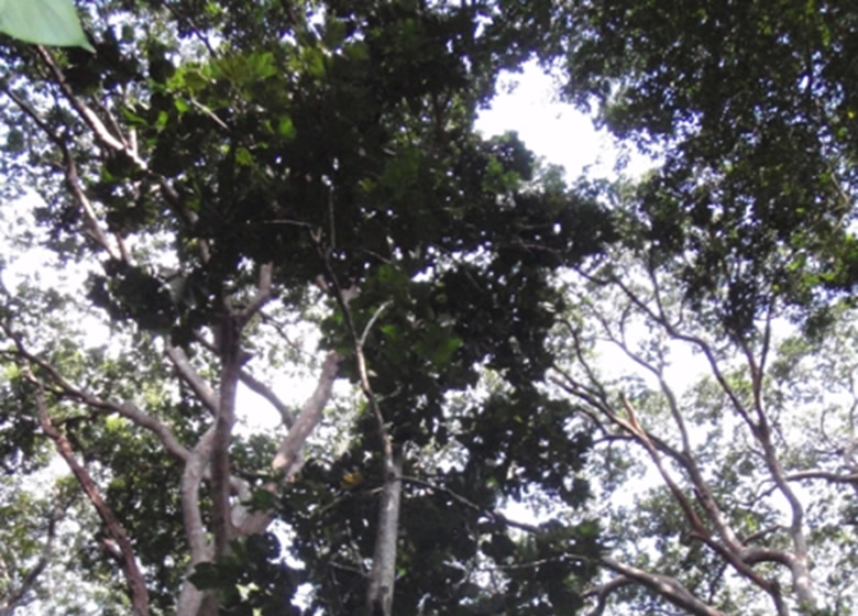 Ian Redmond – Snipping Through the Trees with the Greatest of Ease