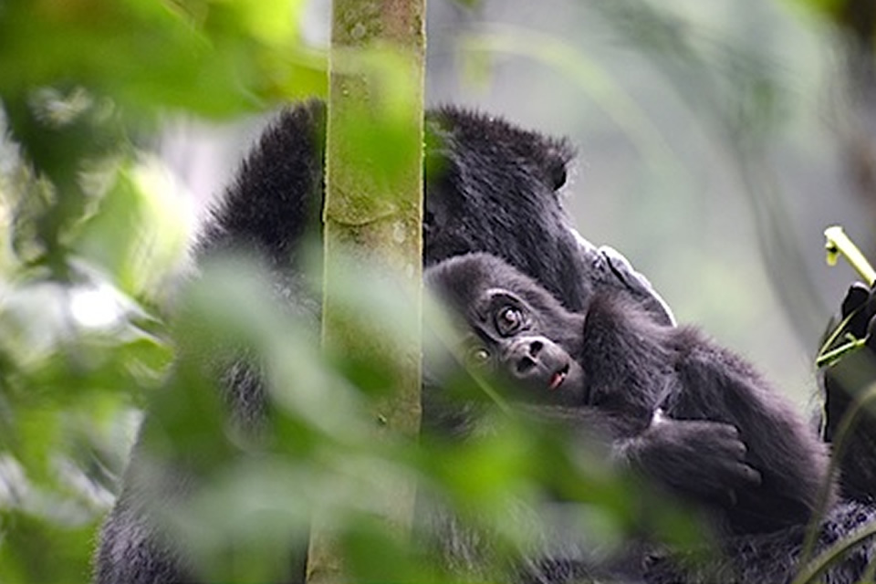 World population of mountain gorillas now estimated at 880