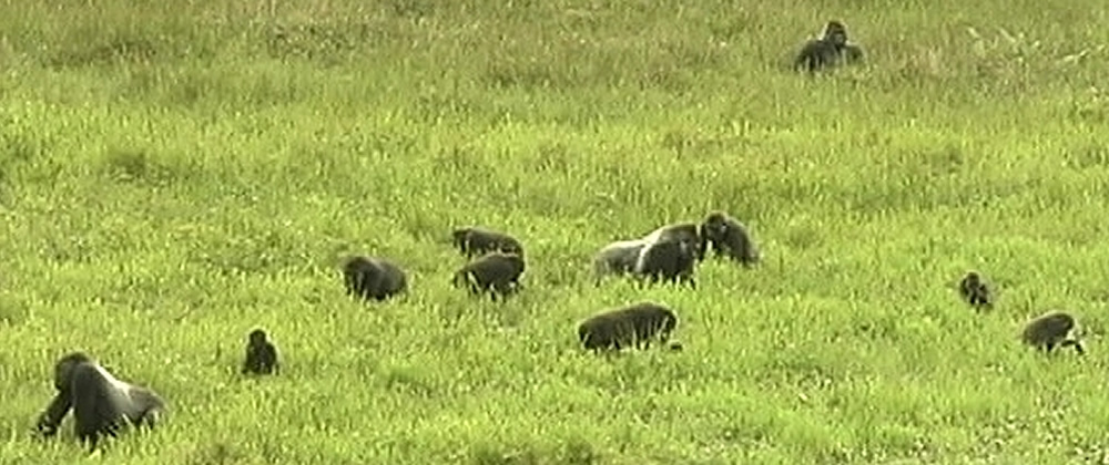 Western Lowland Gorilla